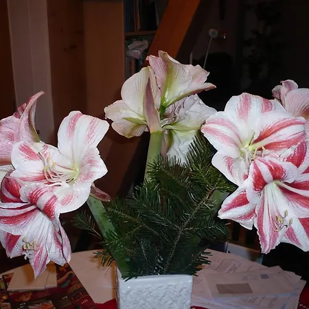 Zur Bruecke 3* Greifswald