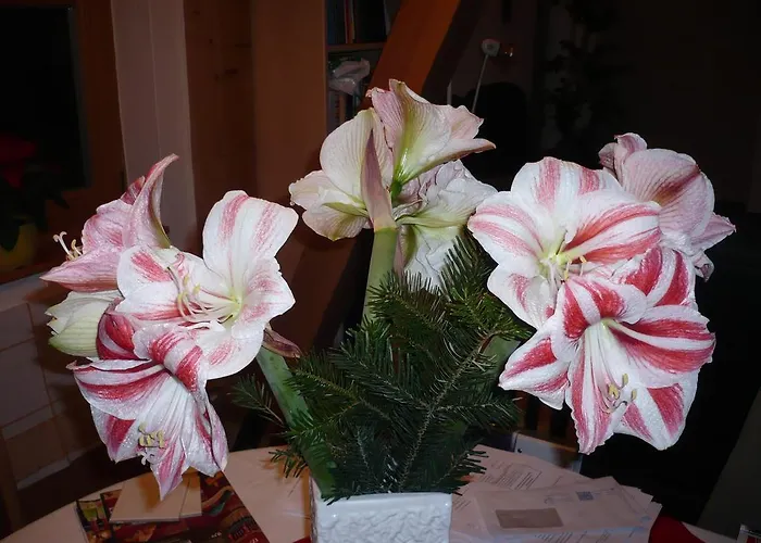 Zur Brücke 3* Greifswald